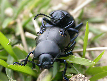 Bloody-nosed Beetles