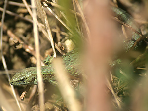 common Lizard