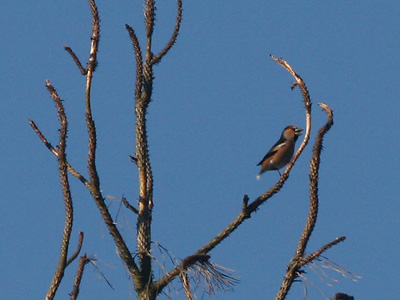 Hawfinch in the New Forest