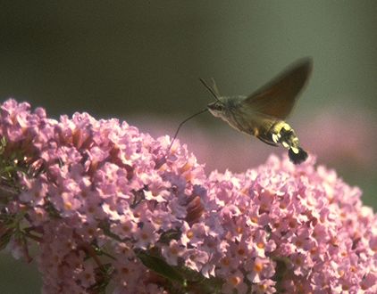 Humming-bird Hawk-moth