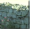 Dry Stone Wall with Knapweed